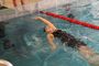 SchwimmfestAue2017_(26).jpg